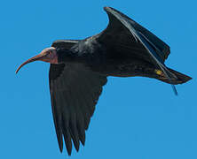 Northern Bald Ibis