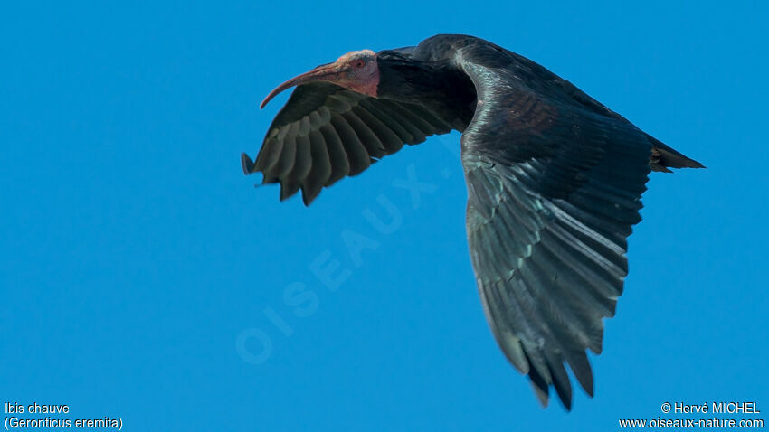 Ibis chauveadulte