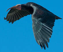 Northern Bald Ibis