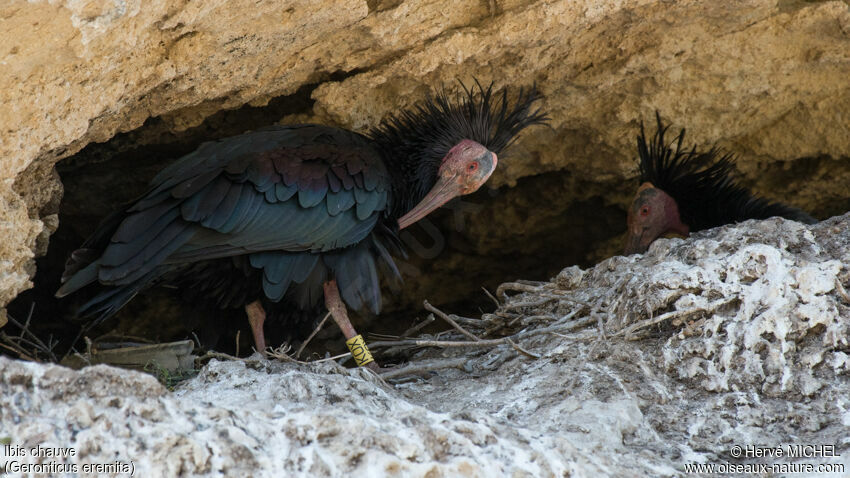 Ibis chauveadulte nuptial