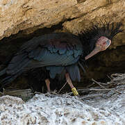 Northern Bald Ibis