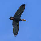 Ibis du Cap