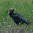 Ibis du Cap