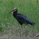 Ibis du Cap