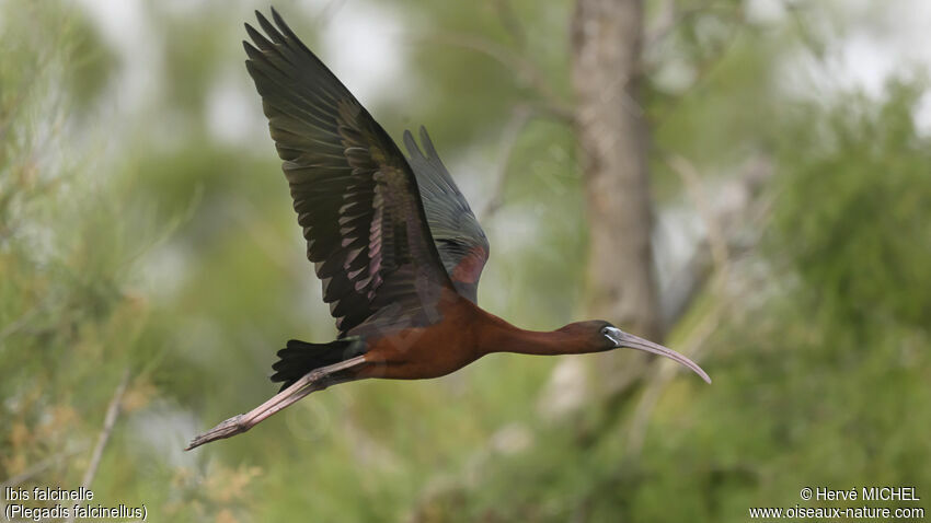 Ibis falcinelleadulte nuptial