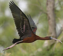 Glossy Ibis