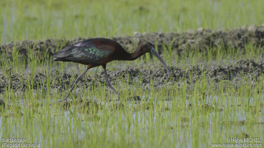 Ibis falcinelle