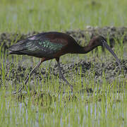 Ibis falcinelle