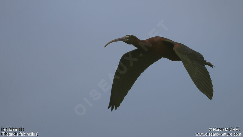 Ibis falcinelleadulte