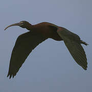 Glossy Ibis