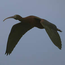 Ibis falcinelle