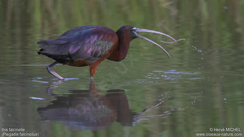 Glossy Ibisadult breeding, fishing/hunting, eats