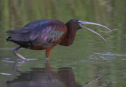 Glossy Ibis