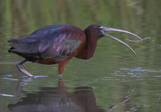 Ibis falcinelle