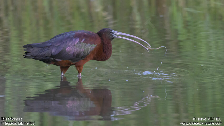 Ibis falcinelleadulte nuptial, pêche/chasse, mange