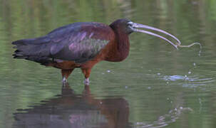 Glossy Ibis