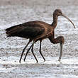 Ibis falcinelle