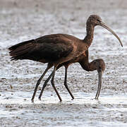 Ibis falcinelle