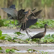 Ibis falcinelle