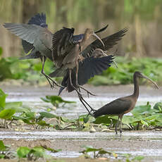 Ibis falcinelle