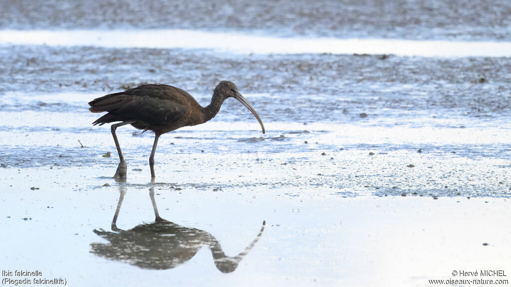 Ibis falcinelle