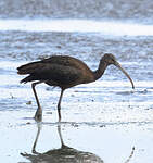 Ibis falcinelle