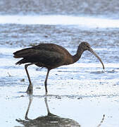 Ibis falcinelle