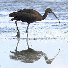 Ibis falcinelle