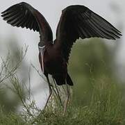 Glossy Ibis