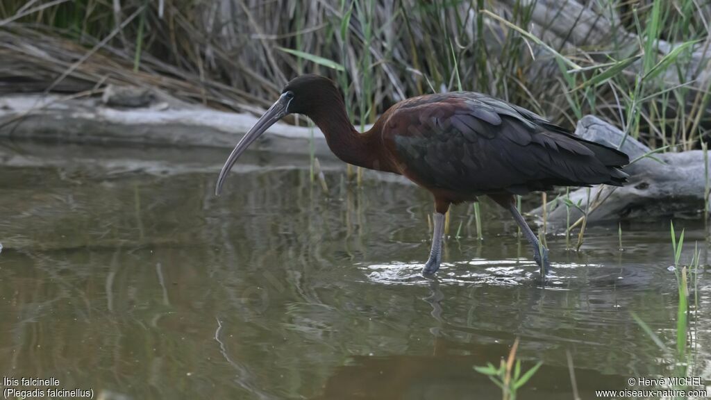 Ibis falcinelleadulte nuptial