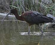 Ibis falcinelle