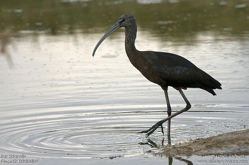 Ibis falcinelleadulte internuptial, identification