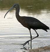 Ibis falcinelle