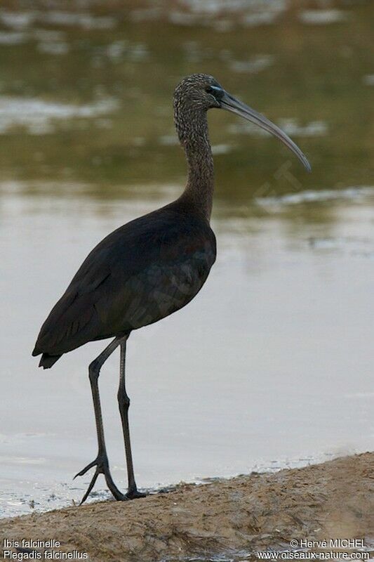 Ibis falcinelleadulte internuptial, identification