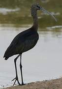 Glossy Ibis