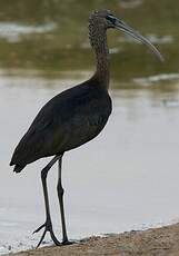 Ibis falcinelle