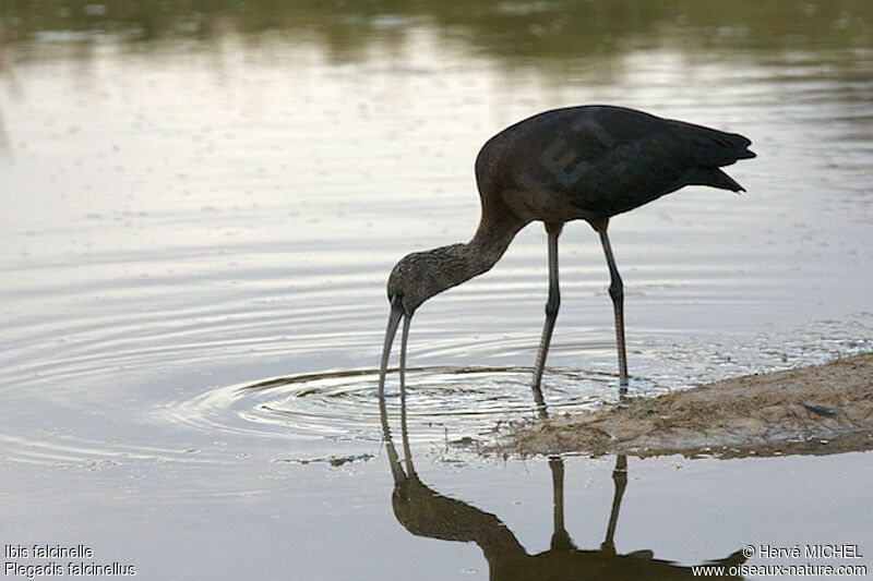 Glossy Ibisadult post breeding, identification, Behaviour