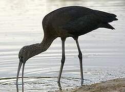 Glossy Ibis