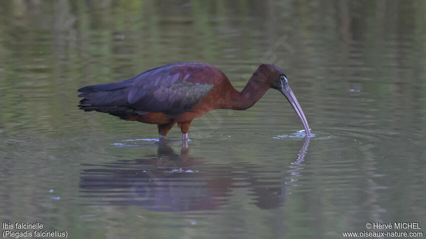 Ibis falcinelleadulte nuptial