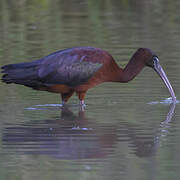 Glossy Ibis