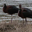 Ibis falcinelle