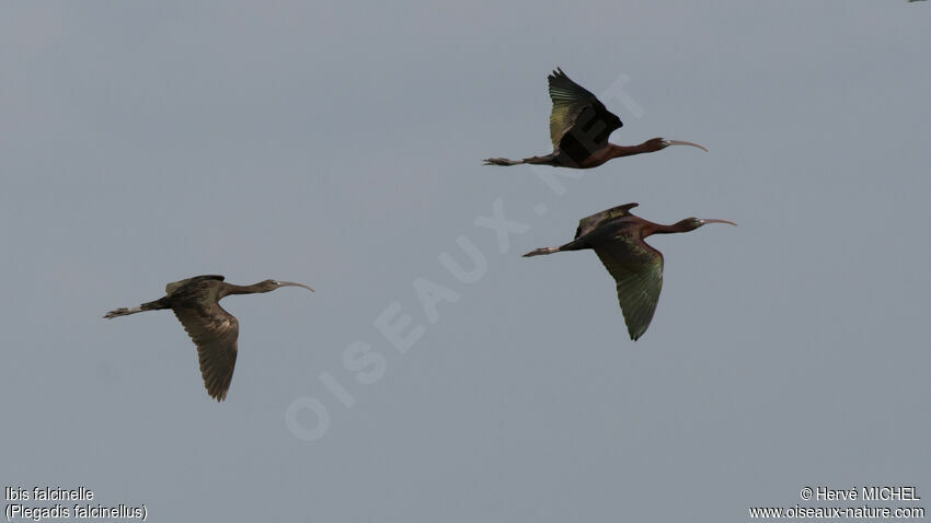 Ibis falcinelle