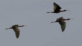 Ibis falcinelle