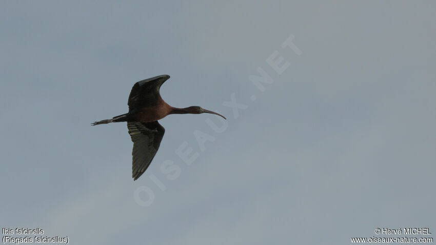 Ibis falcinelleadulte