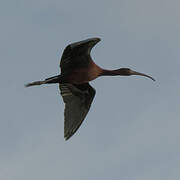 Ibis falcinelle