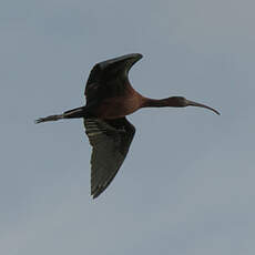 Ibis falcinelle