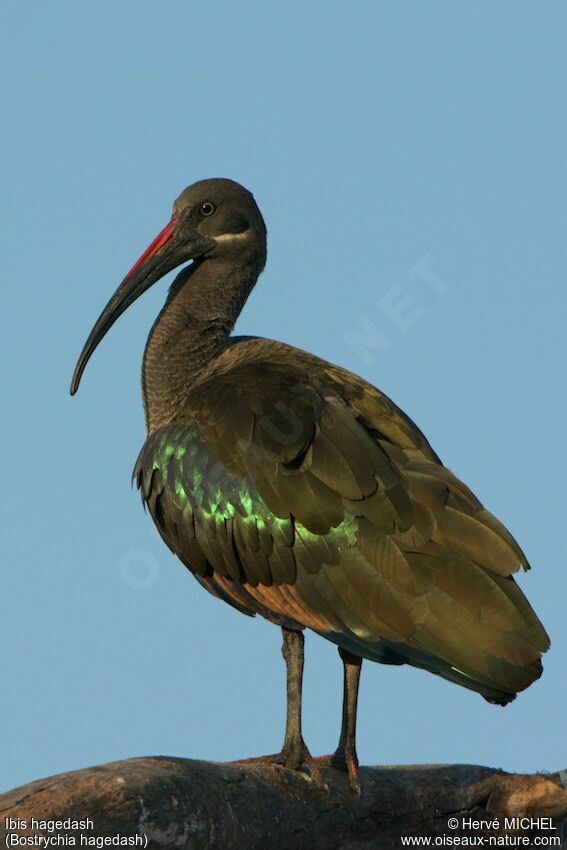 Hadada Ibis