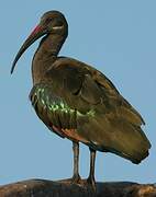 Hadada Ibis