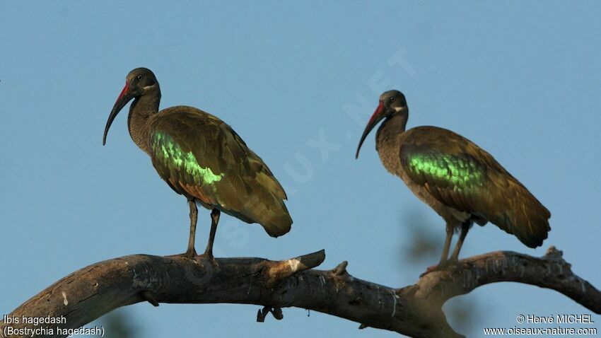 Hadada Ibis