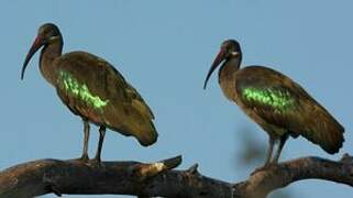 Hadada Ibis